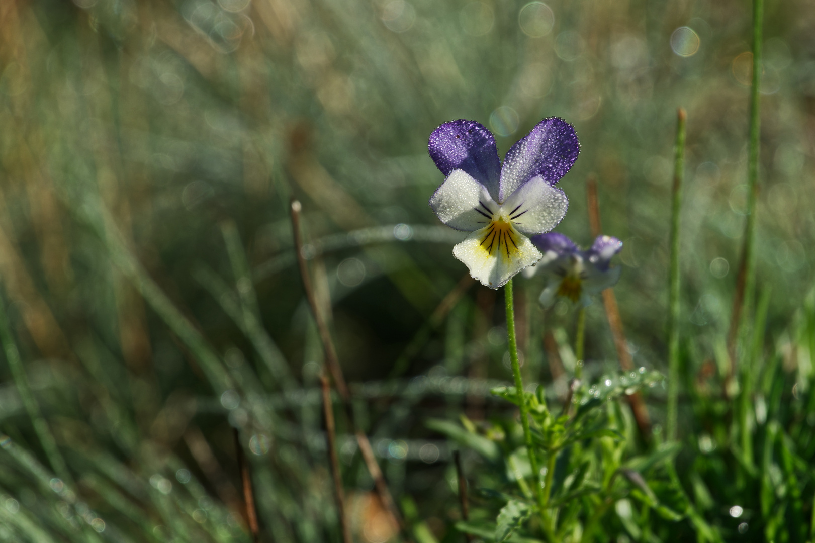 Sommerzeit: ein kleines Galmei-Veilchen