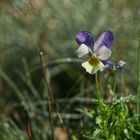 Sommerzeit: ein kleines Galmei-Veilchen