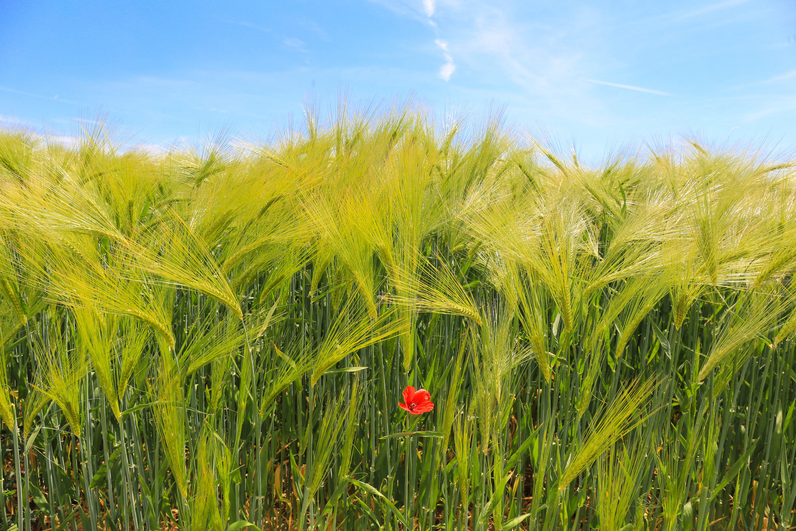 Sommerzeit