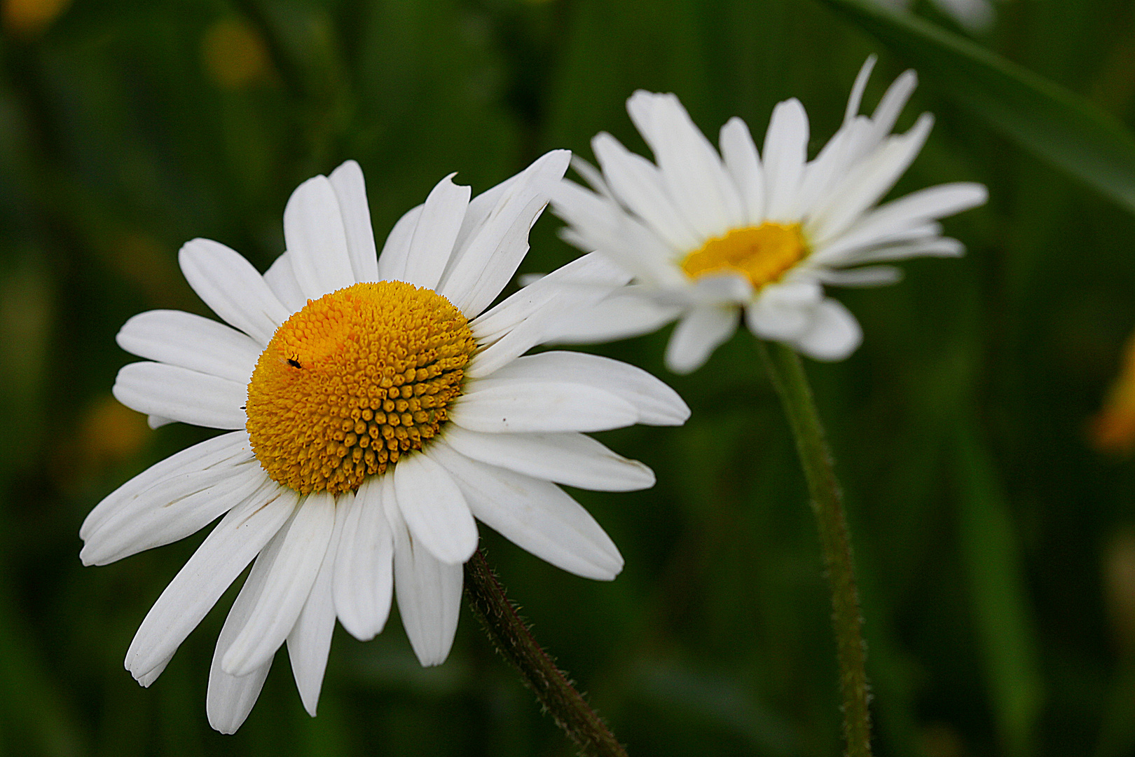 Sommerzeit