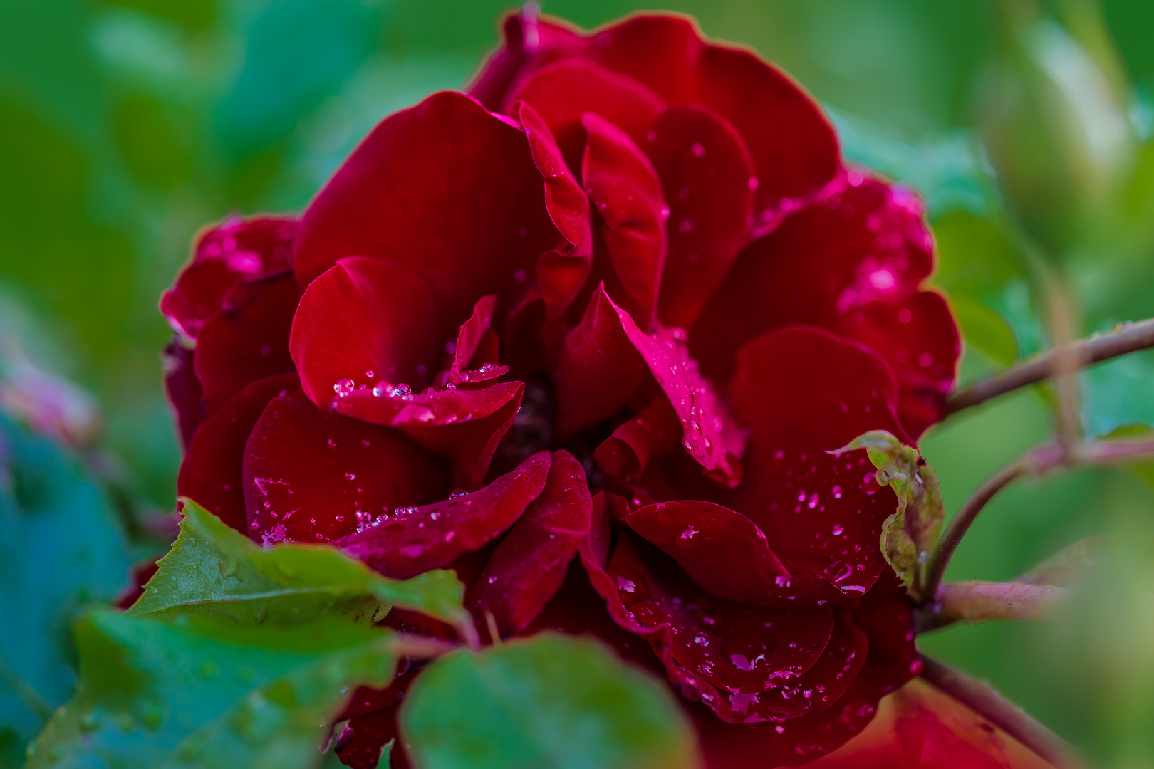 Sommerzeit gleich Rosenzeit