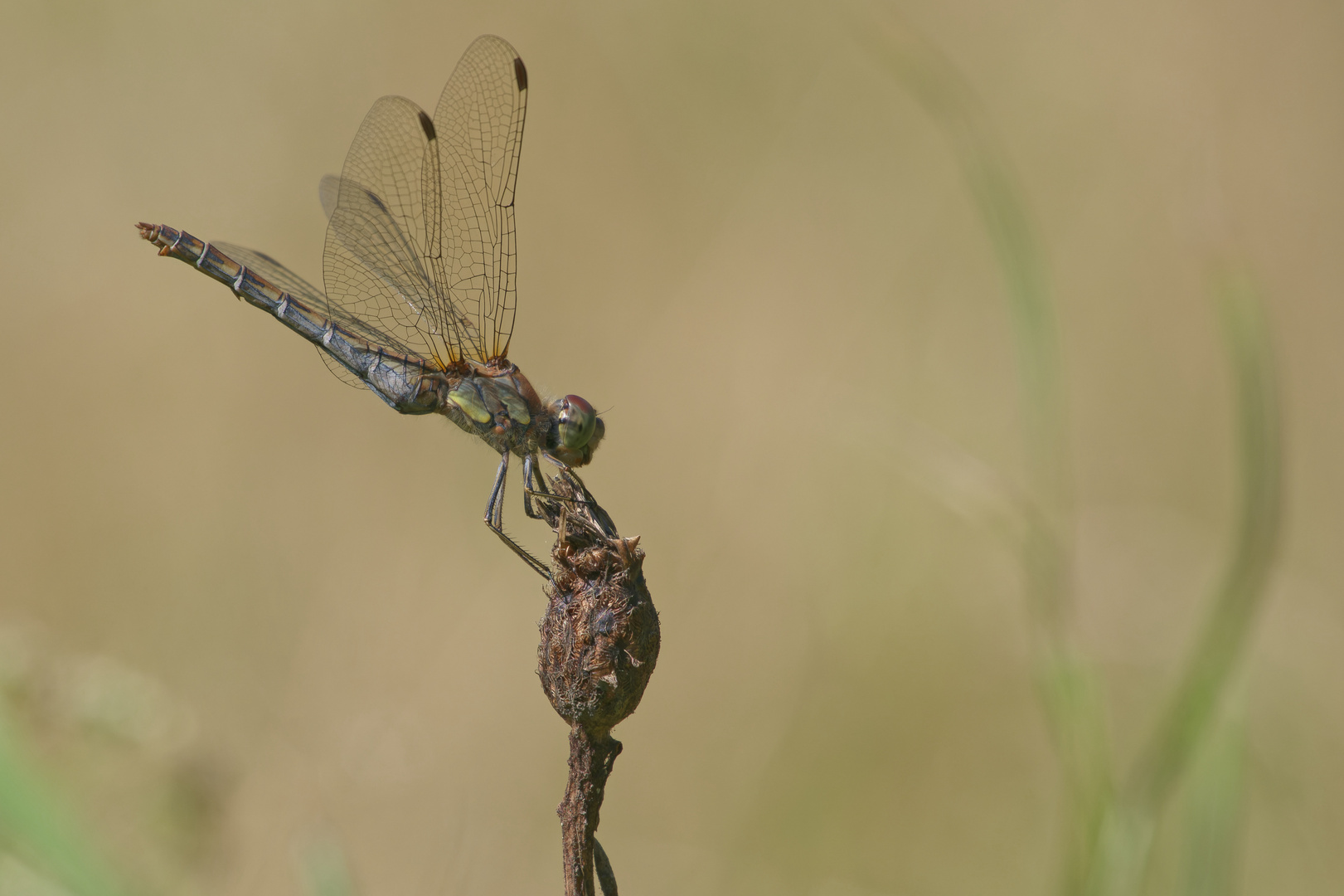 Sommerzeit: Heidelibelle in Sonnenstellung