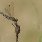 Sommerzeit: Heidelibelle in Sonnenstellung