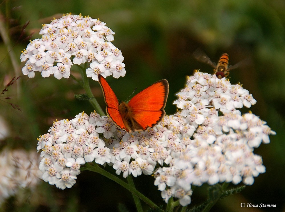 Sommerzeit I