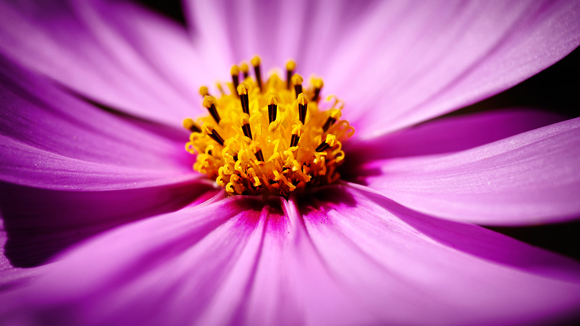 Sommerzeit im Garten