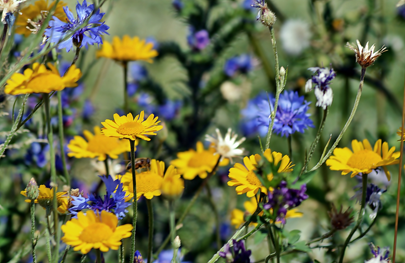 Sommerzeit - *In the Summertime*