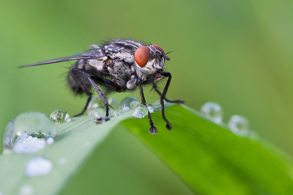 Sommerzeit - Insektenzeit