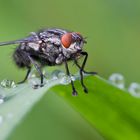 Sommerzeit - Insektenzeit