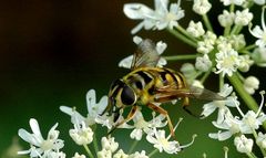 Sommerzeit - Insektenzeit