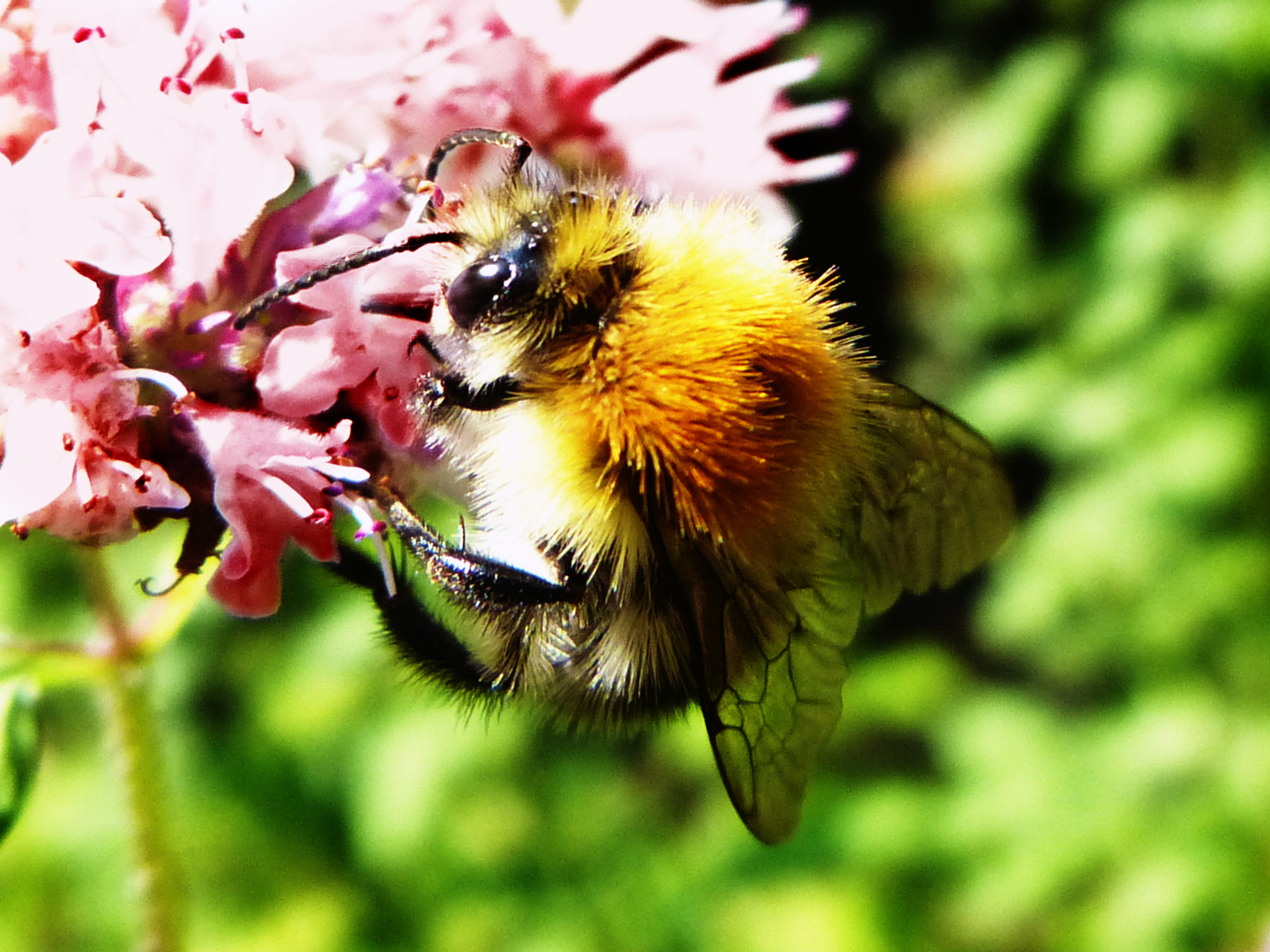 Sommerzeit, Insektenzeit...