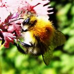 Sommerzeit, Insektenzeit...