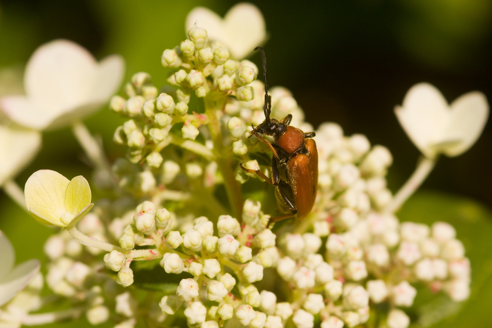 Sommerzeit - Insektenzeit - ein Käferchen