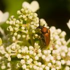 Sommerzeit - Insektenzeit - ein Käferchen