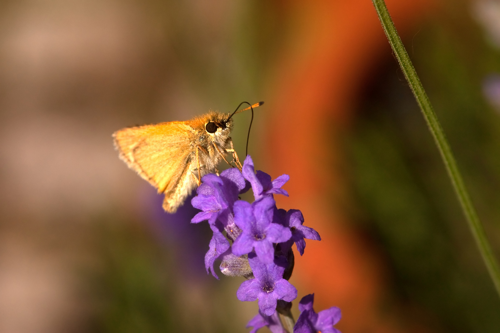 Sommerzeit - Insektenzeit - ein kleiner Dickkopffalter