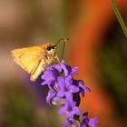 Sommerzeit - Insektenzeit - ein kleiner Dickkopffalter