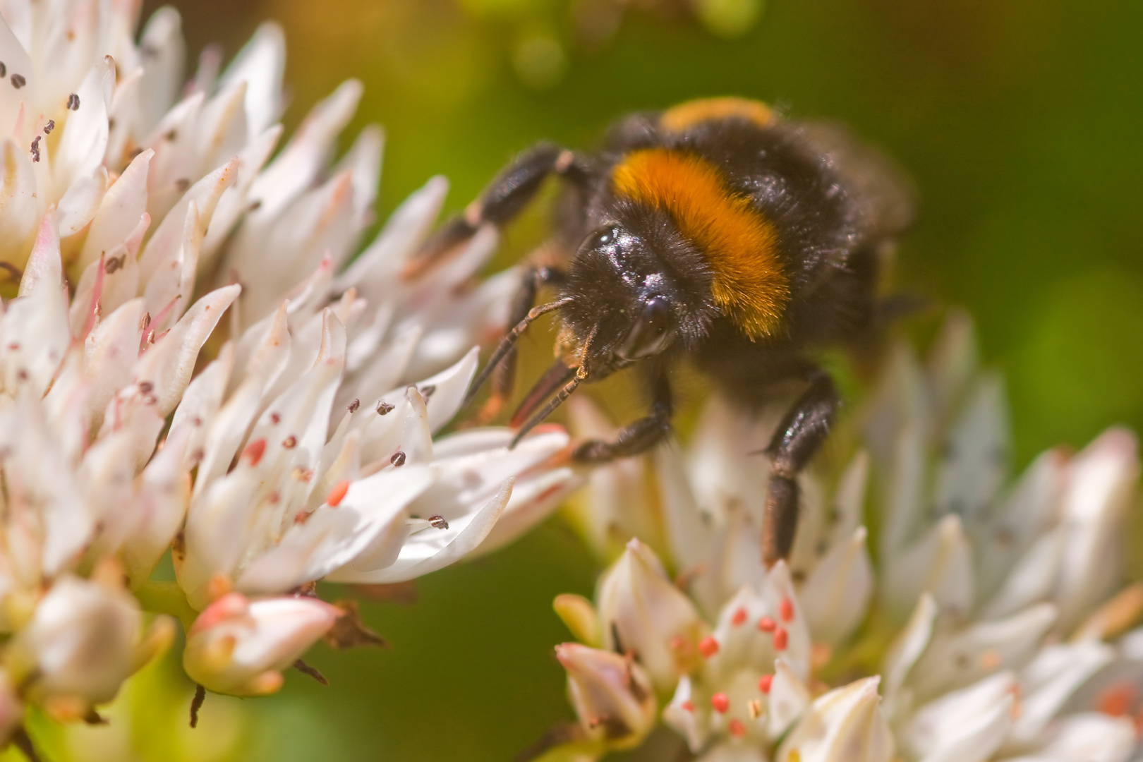 Sommerzeit - Insektenzeit - eine dicke Hummel