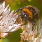 Sommerzeit - Insektenzeit - eine dicke Hummel