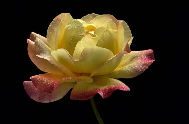 Sommerzeit ist auch die Zeit der schönen Rosen  - ( Stacking Bild ) 