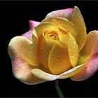 Sommerzeit ist auch die Zeit der schönen Rosen - ( Stacking Bild ) 