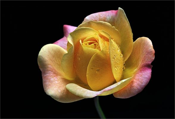 Sommerzeit ist auch die Zeit der schönen Rosen - ( Stacking Bild ) 