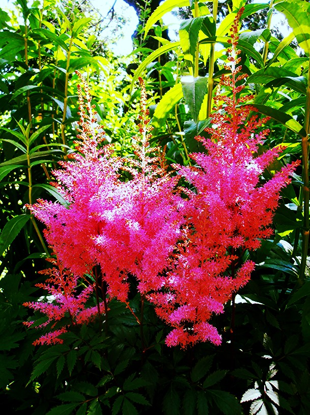 Sommerzeit ist Blumenzeit