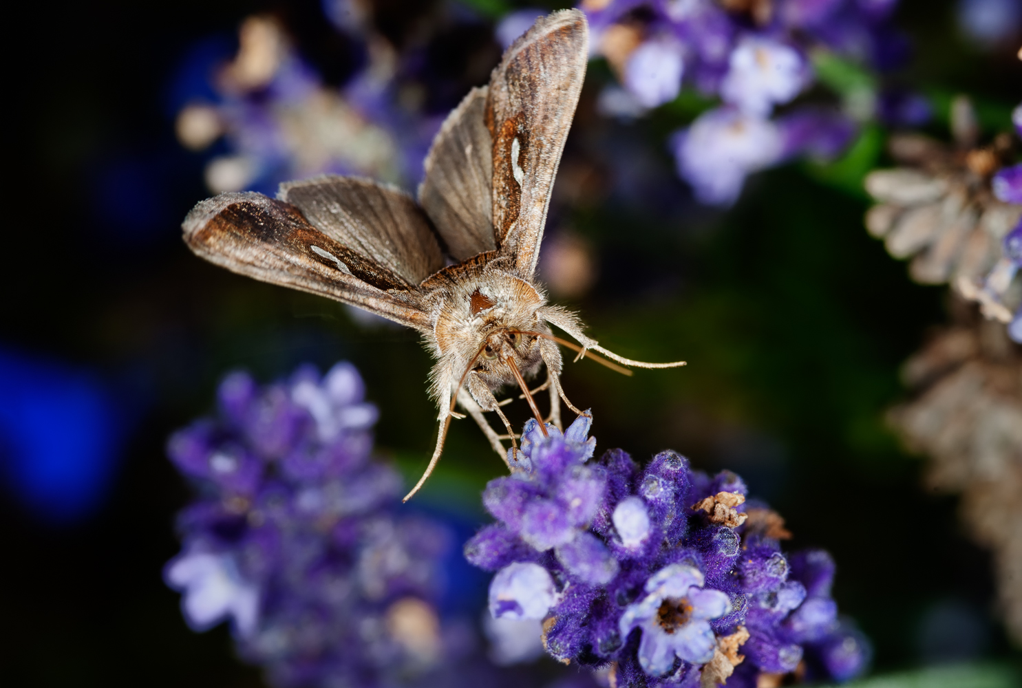 Sommerzeit ist Macro-Zeit