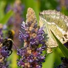 Sommerzeit ist Makro-Zeit III