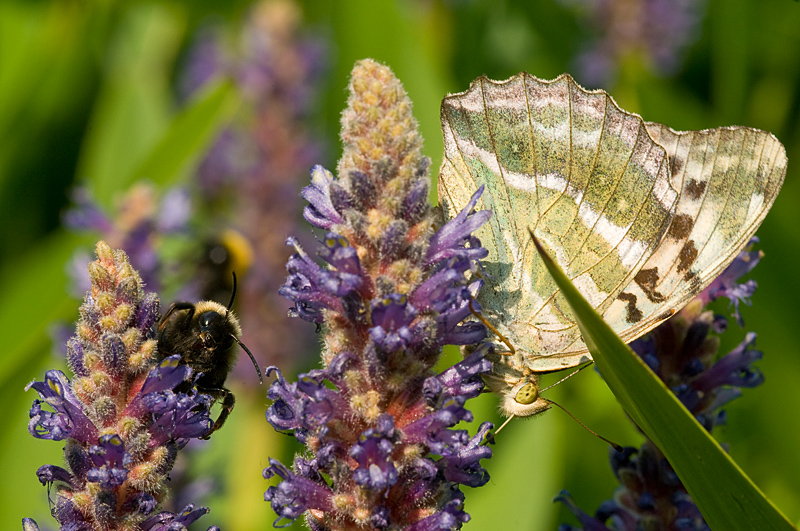 Sommerzeit ist Makro-Zeit III