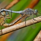 Sommerzeit ist Paarungszeit Südlicher Blaupfeil (Orthetrum brunneum)