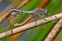 Sommerzeit ist Paarungszeit Südlicher Blaupfeil (Orthetrum brunneum)