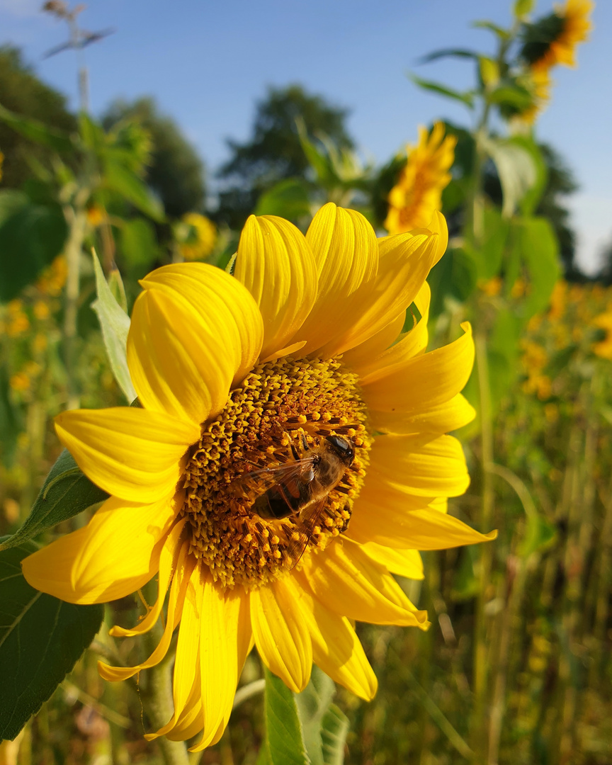 Sommerzeit ist Sonnenblumenzeit