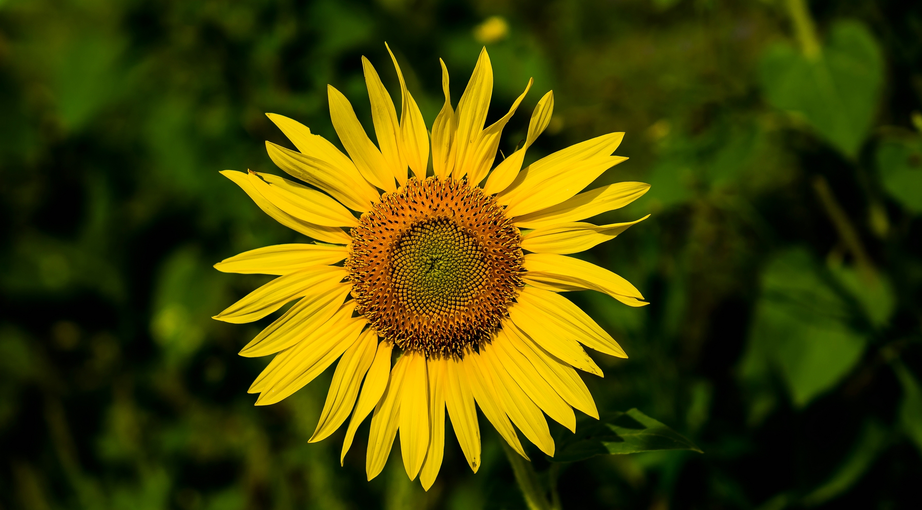 Sommerzeit ist Sonnenblumenzeit