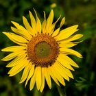 Sommerzeit ist Sonnenblumenzeit