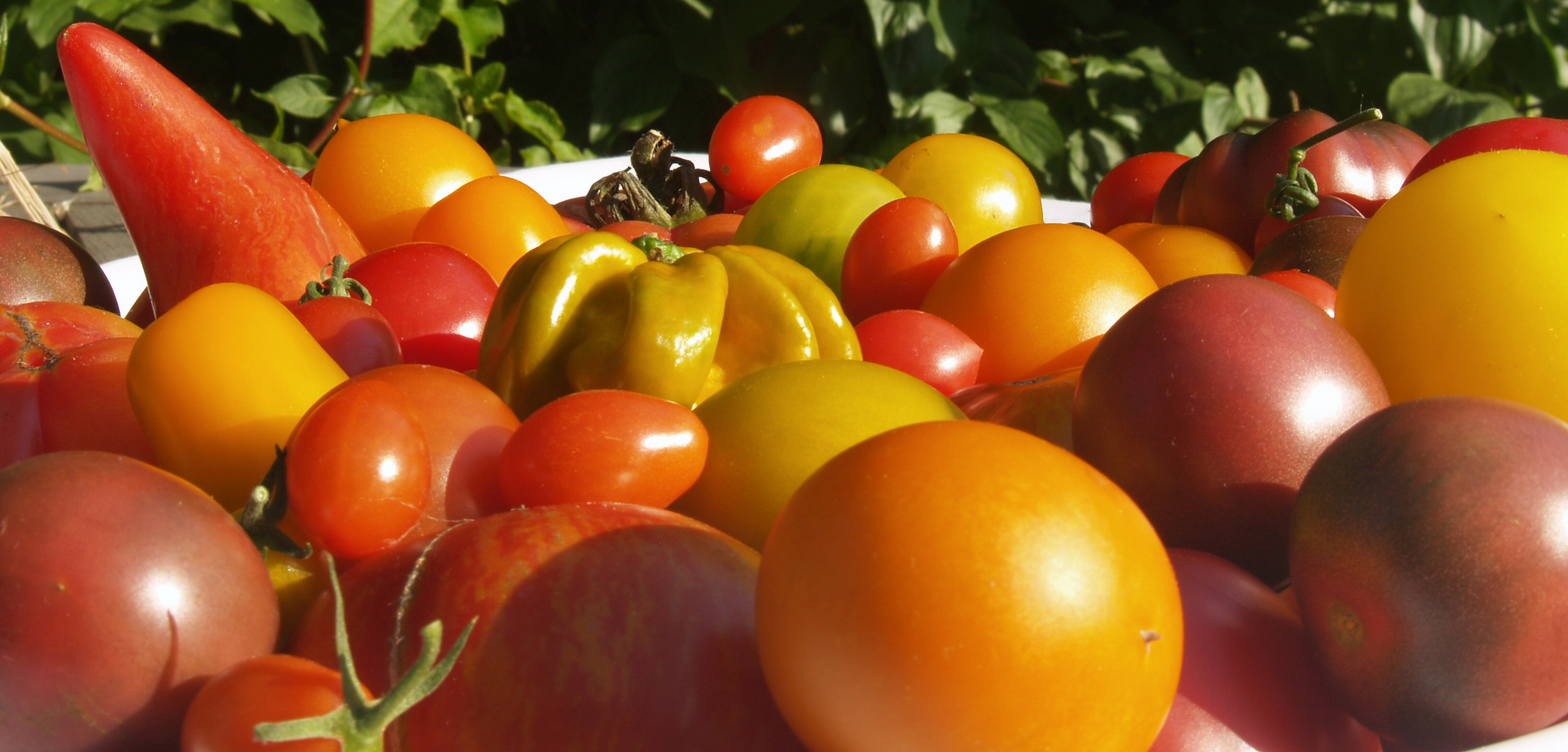 Sommerzeit ist Tomatenzeit