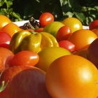 Sommerzeit ist Tomatenzeit