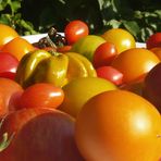 Sommerzeit ist Tomatenzeit