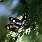 Sommerzeit - Kleine Eisvögel bei Paarung