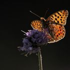 Sommerzeit: kleiner Perlmuttfalter