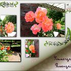 Sommerzeit Rosenzeit