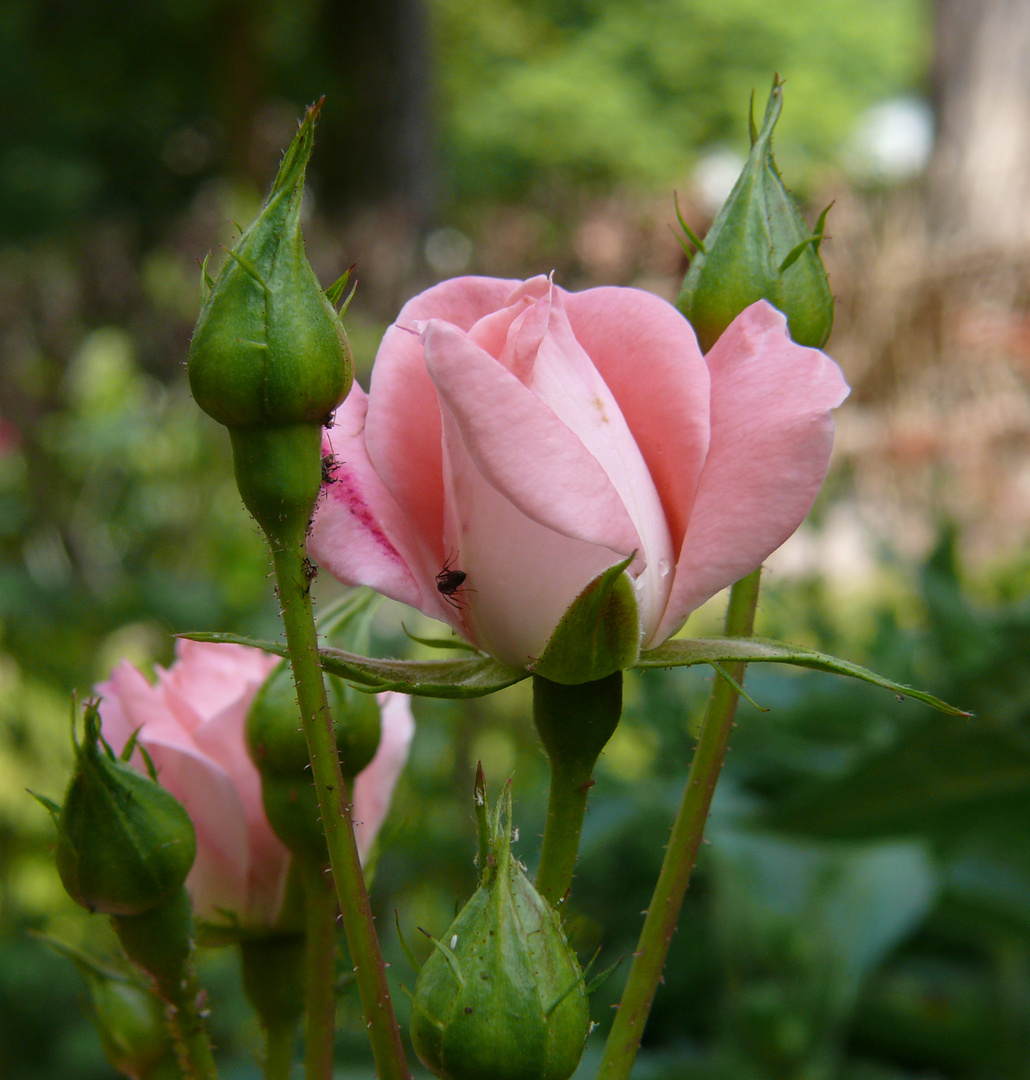 Sommerzeit = Rosenzeit