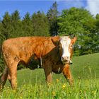 "Sommerzeit" - Rückblick ...