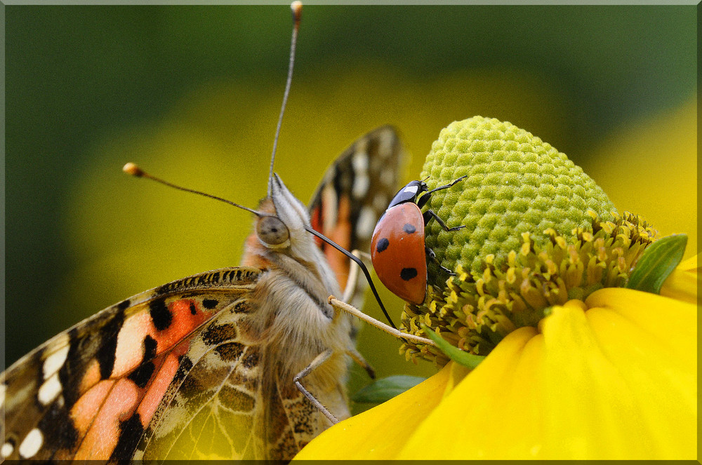 Sommerzeit- Schmetterlingszeit