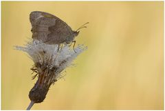 " Sommerzeit -schöne Zeit"