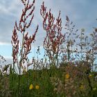 Sommerzeit- schönste Jahreszeit