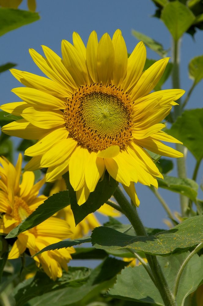 Sommerzeit - Sonnenblumenzeit - 2-