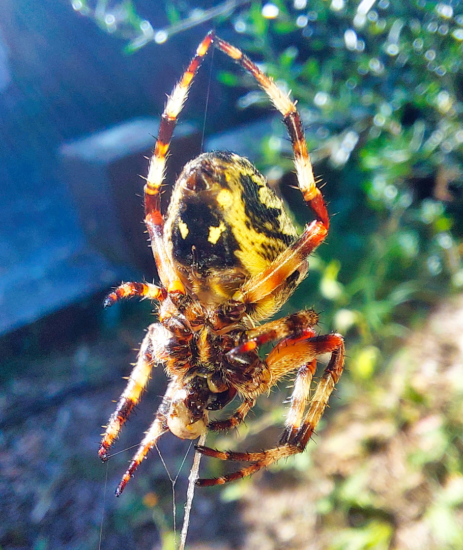 Sommerzeit = Spinnenzeit