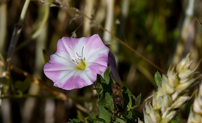 Sommerzeit - Summertime - Heure d'été