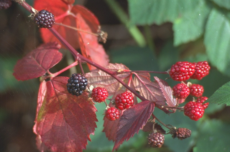 Sommerzeit - Waldbeerenzeit - Erntezeit