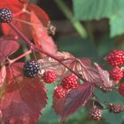 Sommerzeit - Waldbeerenzeit - Erntezeit