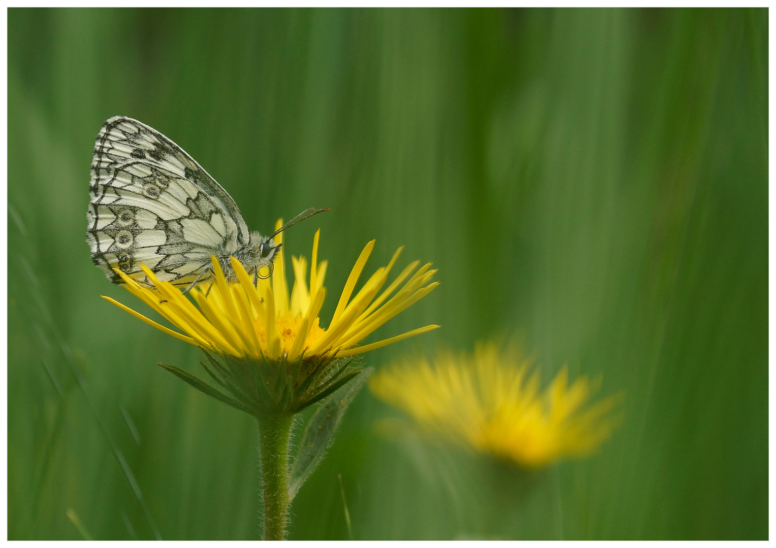 Sommerzeit...Schmetterlingszeit